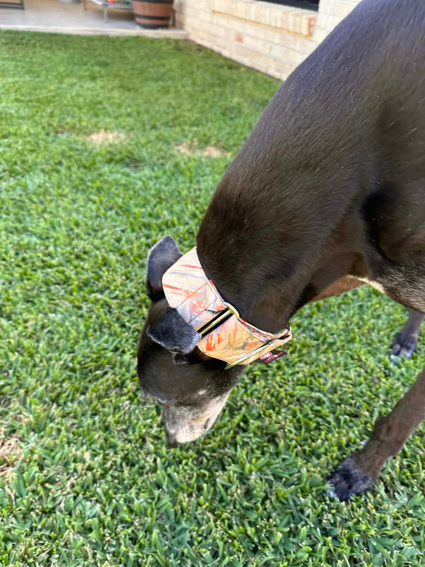 Martingale Greyhound Collar, Wide Adjustable Dog Collar 1.5 Inch, 2 Inch - Desert Marble