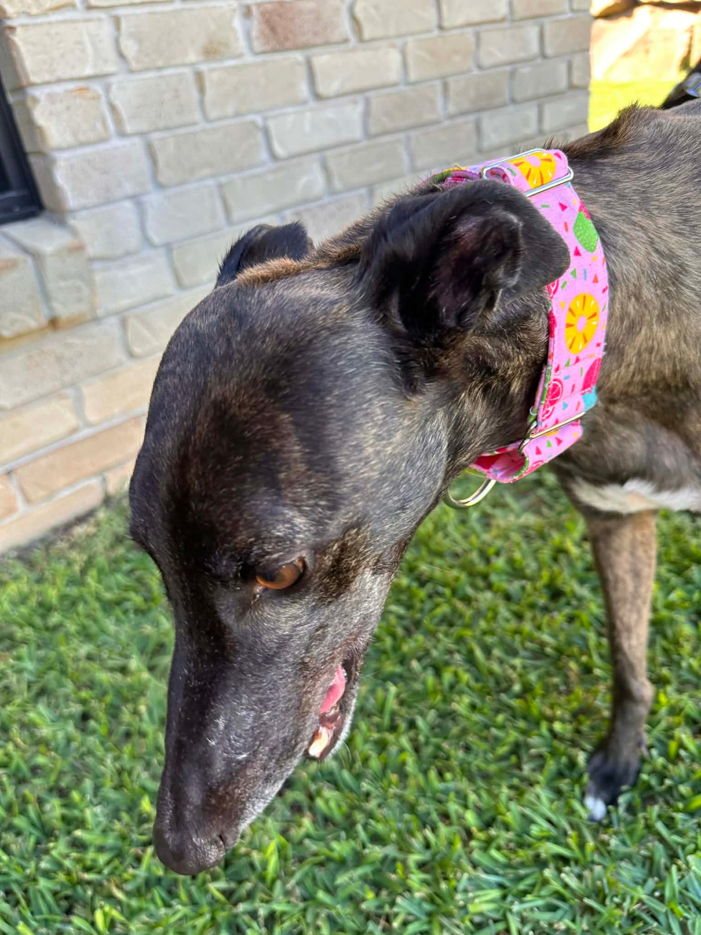 Martingale Greyhound Collar, Wide Adjustable Dog Collar 1.5 Inch, 2 Inch - Summer Sorbet