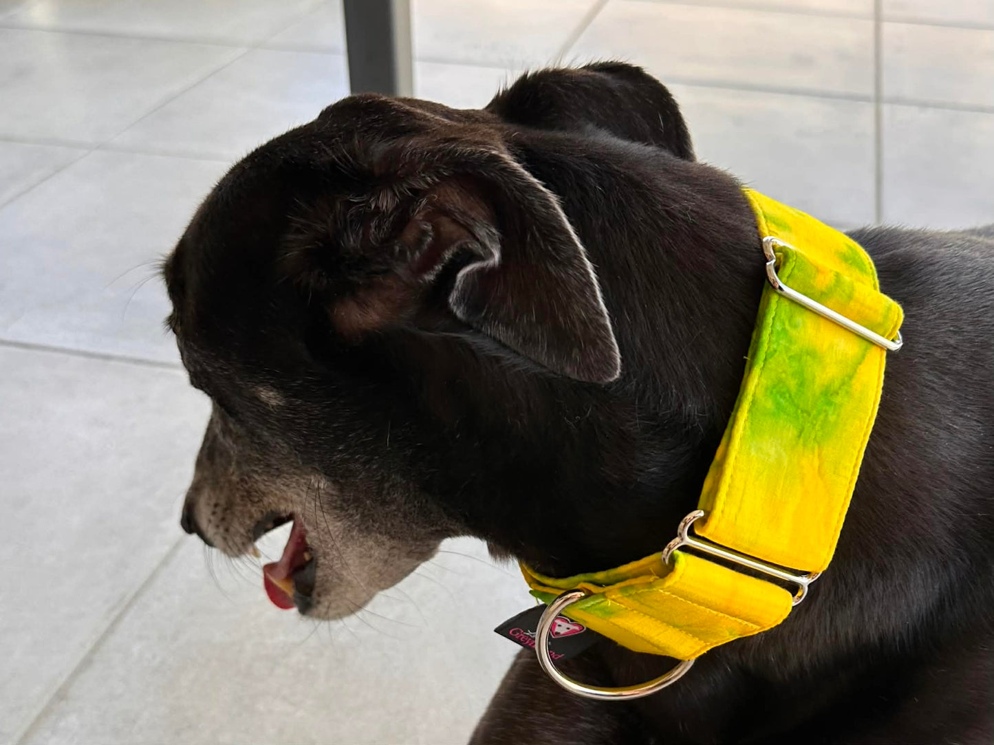 Martingale Greyhound Collar, Wide Adjustable Dog Collar 1.5 Inch, 2 Inch - Lime Zest Splash