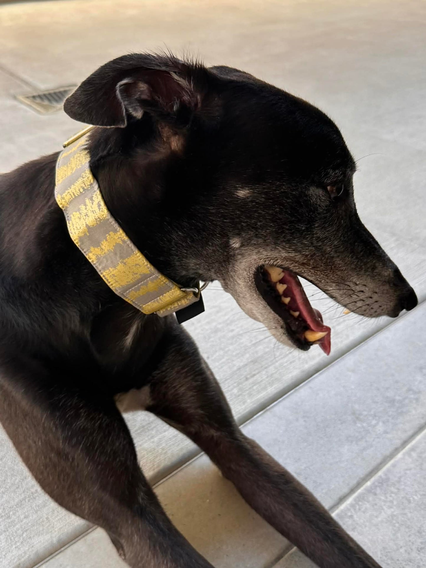 Martingale Greyhound Collar, Wide Adjustable Dog Collar 1.5 Inch, 2 Inch - Golden Brushstroke