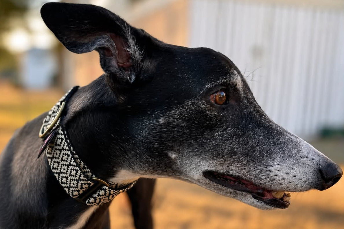 Classic Black & White Diamond Martingale Greyhound 2 Inch Collar