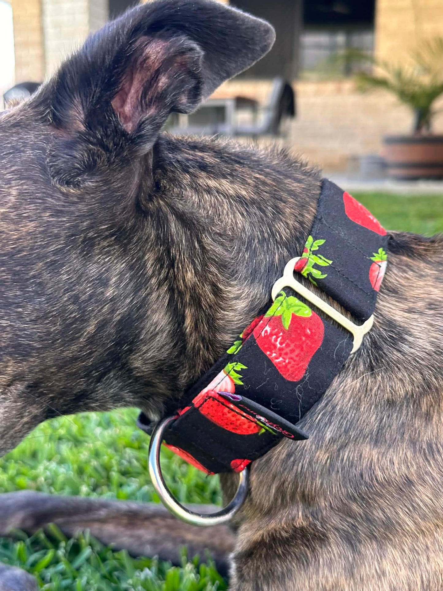Martingale Greyhound Collar, Wide Adjustable Dog Collar 1.5 Inch, 2 Inch - Strawberry Sundae