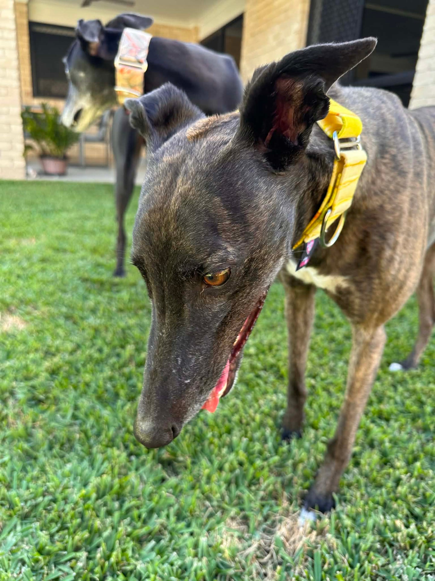 Martingale Greyhound Collar, Wide Adjustable Dog Collar 1.5 Inch, 2 Inch - Sunbeam Stripe