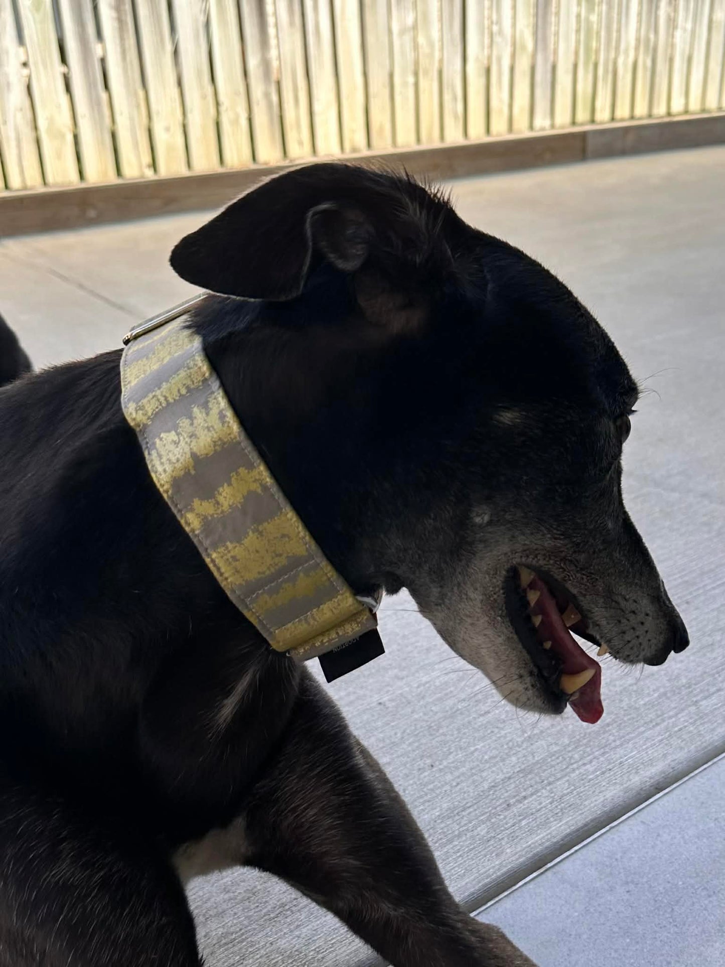 Martingale Greyhound Collar, Wide Adjustable Dog Collar 1.5 Inch, 2 Inch - Golden Brushstroke