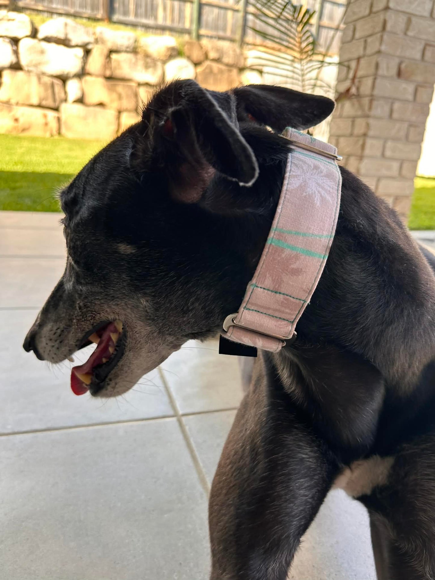 Martingale Greyhound Collar, Wide Adjustable Dog Collar 1.5 Inch, 2 Inch  - Coastal Palm Dream