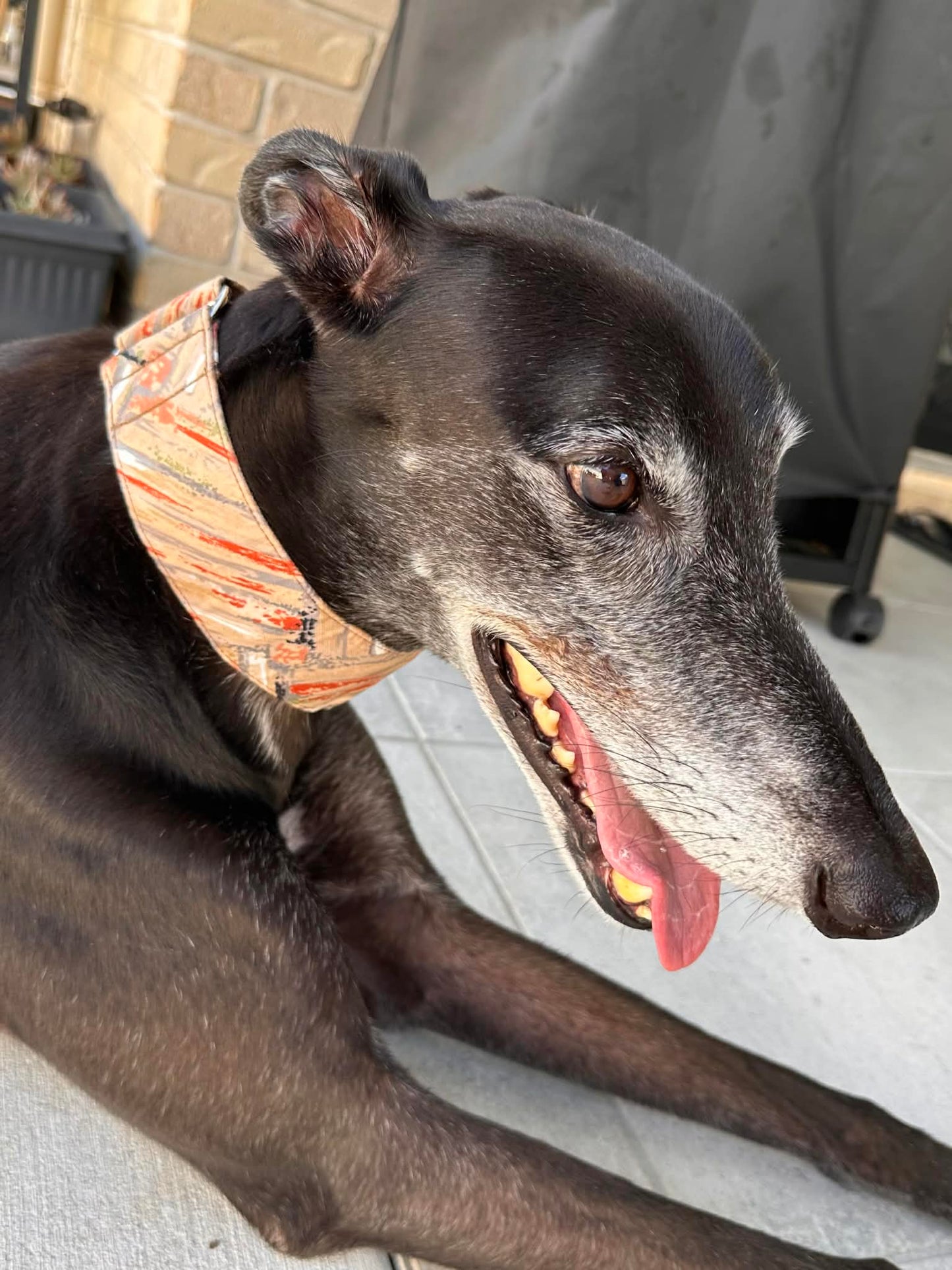 Martingale Greyhound Collar, Wide Adjustable Dog Collar 1.5 Inch, 2 Inch - Desert Marble