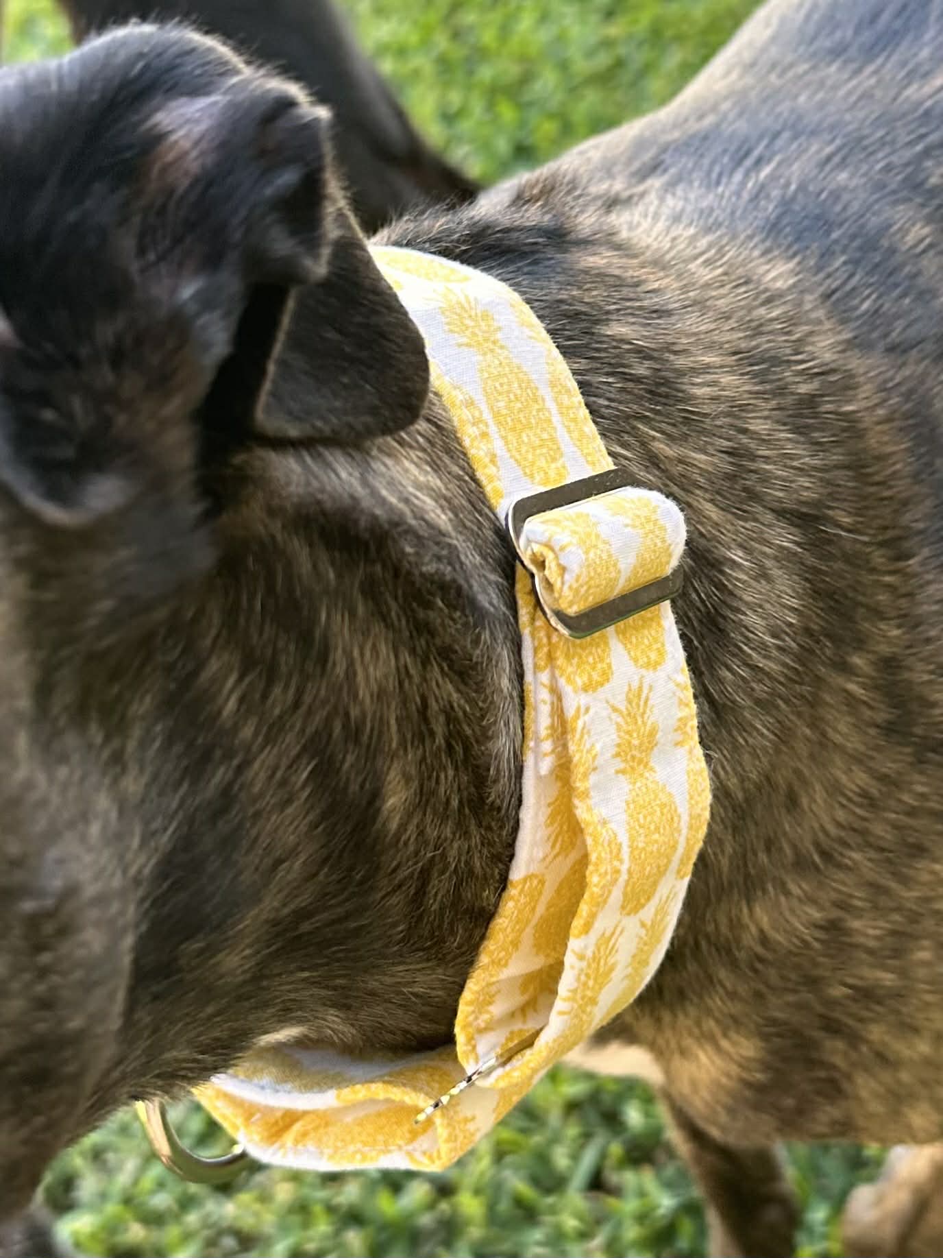 Martingale Greyhound Collar, Wide Adjustable Dog Collar 1.5 Inch, 2 Inch - Pineapple Pop