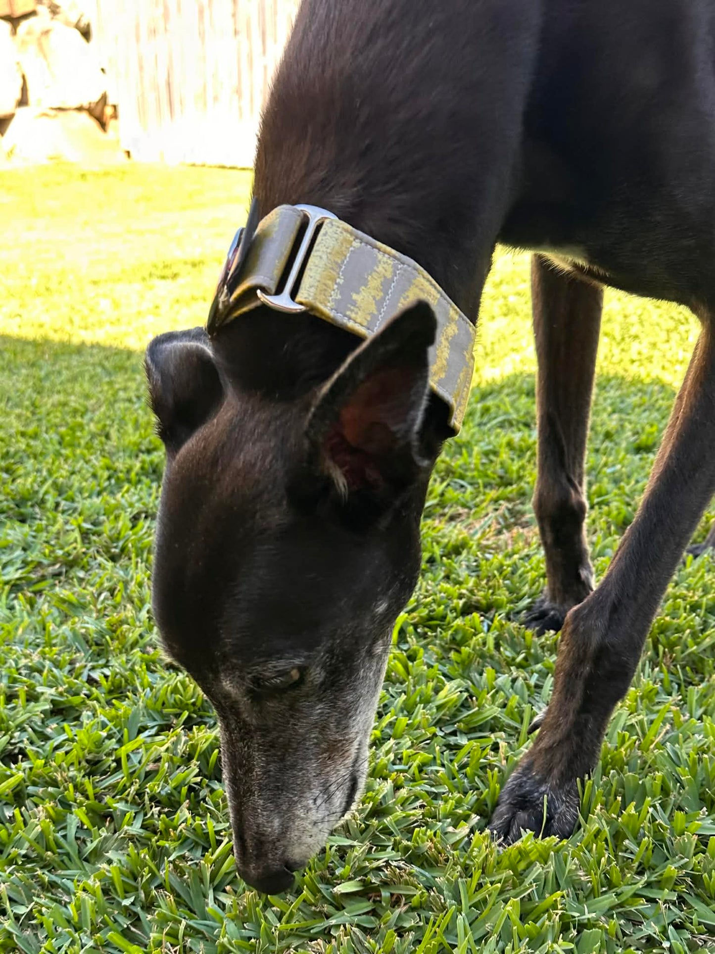 Martingale Greyhound Collar, Wide Adjustable Dog Collar 1.5 Inch, 2 Inch - Golden Brushstroke