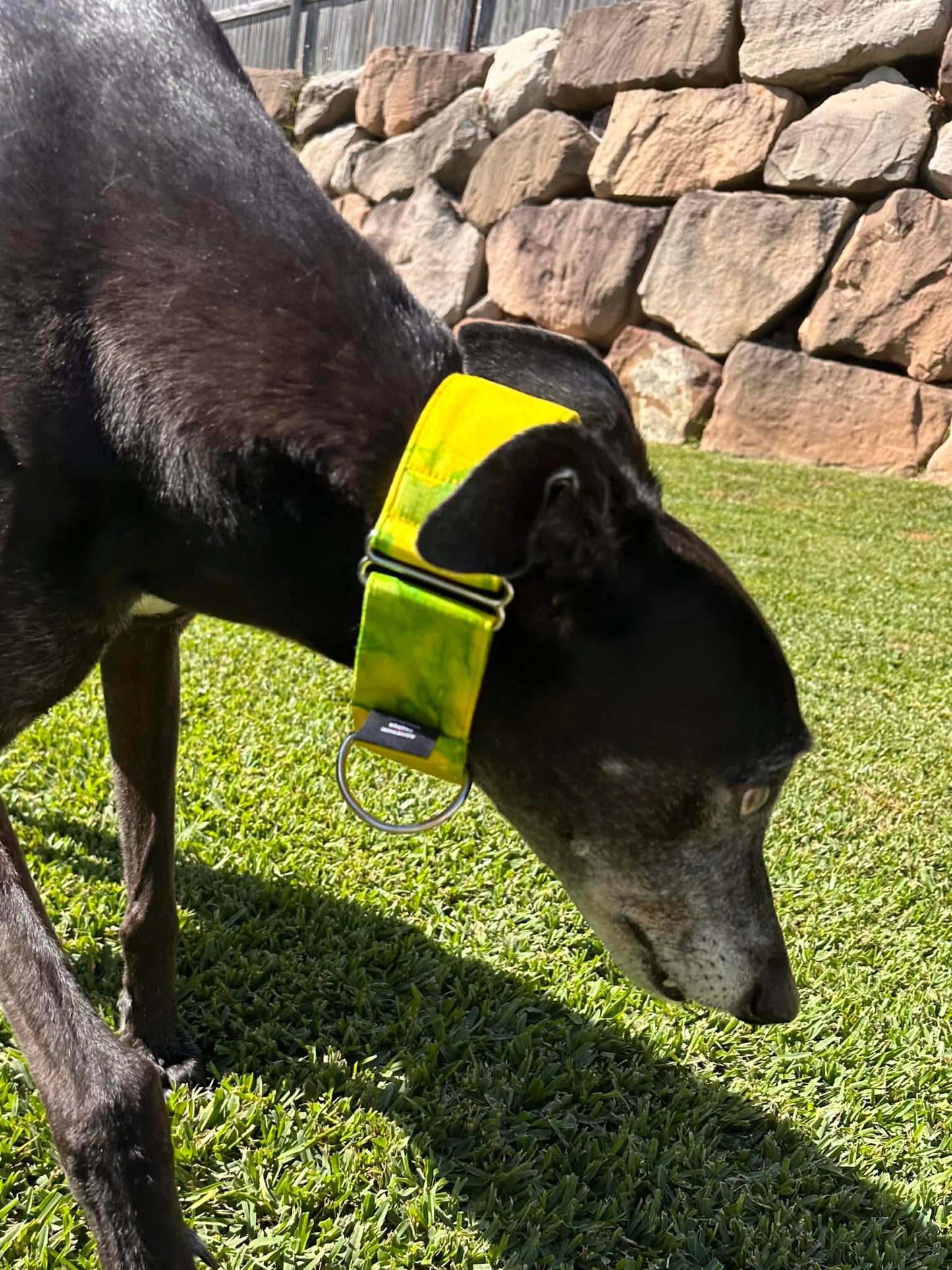 Martingale Greyhound Collar, Wide Adjustable Dog Collar 1.5 Inch, 2 Inch - Lime Zest Splash