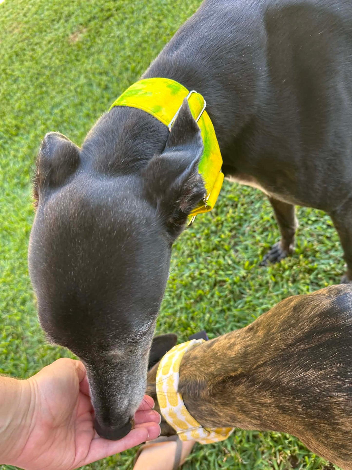 Martingale Greyhound Collar, Wide Adjustable Dog Collar 1.5 Inch, 2 Inch - Lime Zest Splash