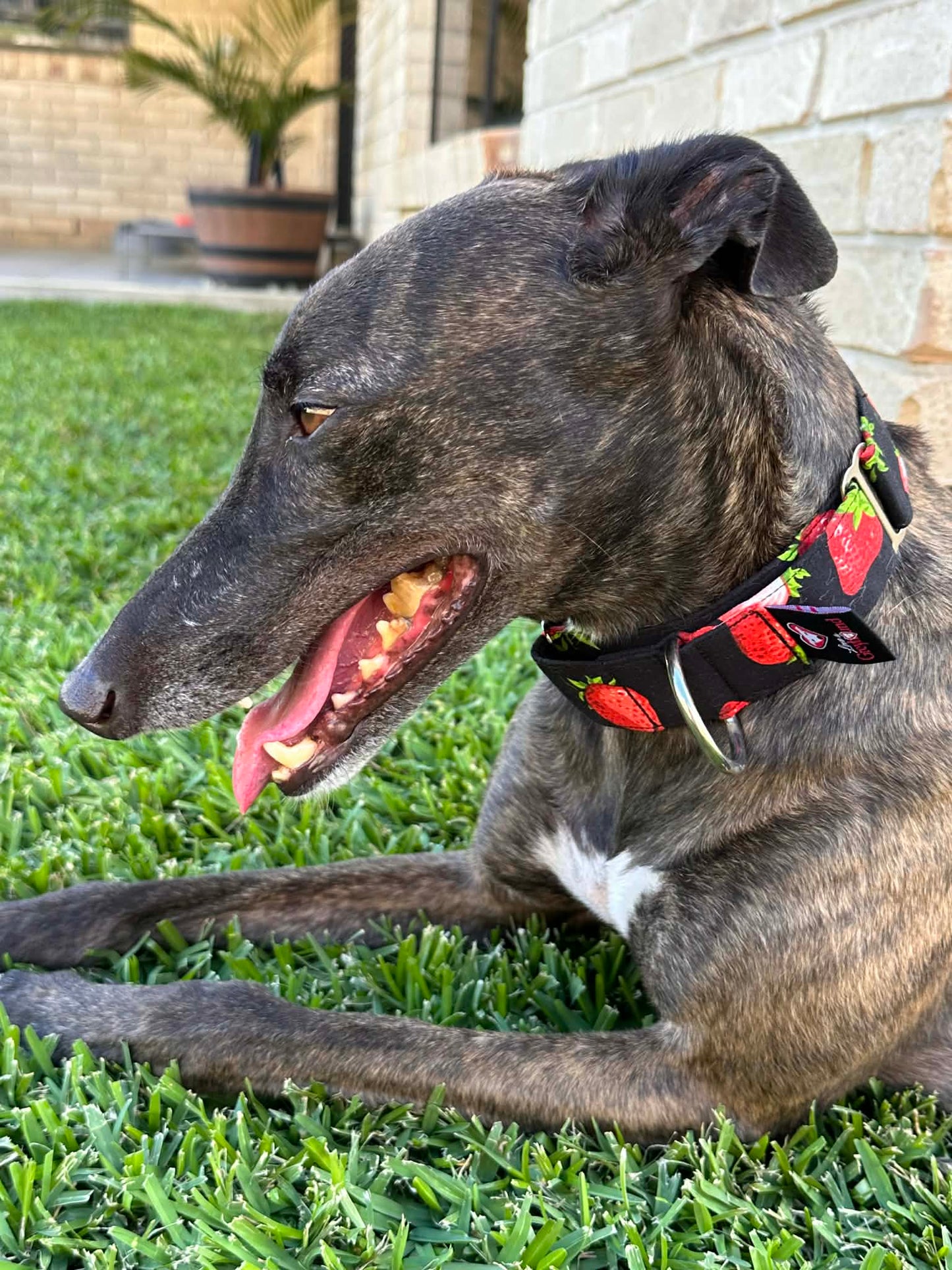 Martingale Greyhound Collar, Wide Adjustable Dog Collar 1.5 Inch, 2 Inch - Strawberry Sundae