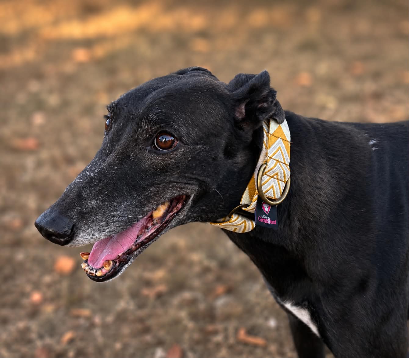 Golden Harvest Martingale Greyhound 1.5 Inch Collar