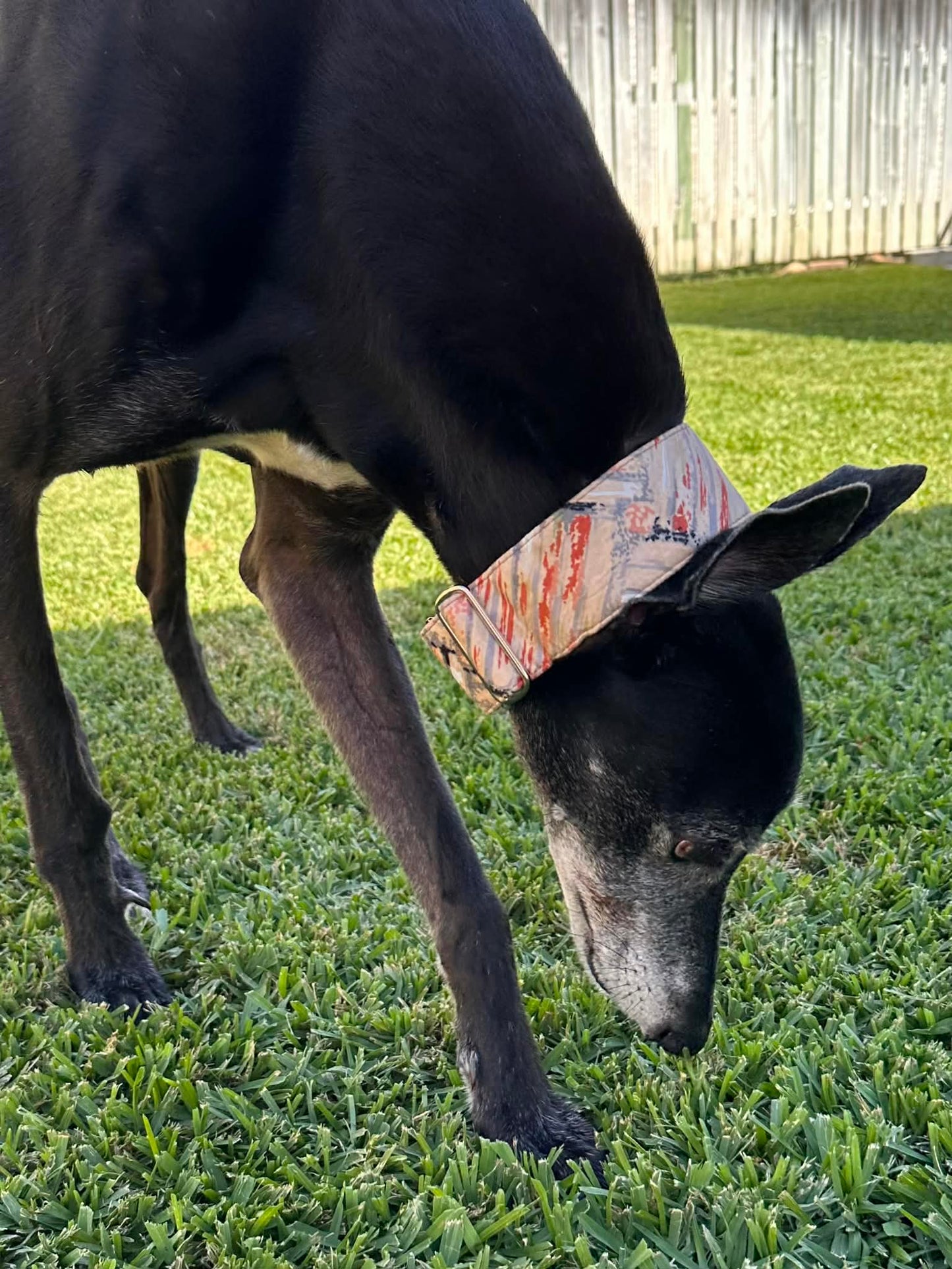 Martingale Greyhound Collar, Wide Adjustable Dog Collar 1.5 Inch, 2 Inch - Desert Marble