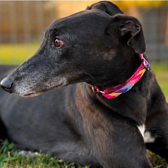 🎉 Fiesta Pink Chevron Greyhound House Collar