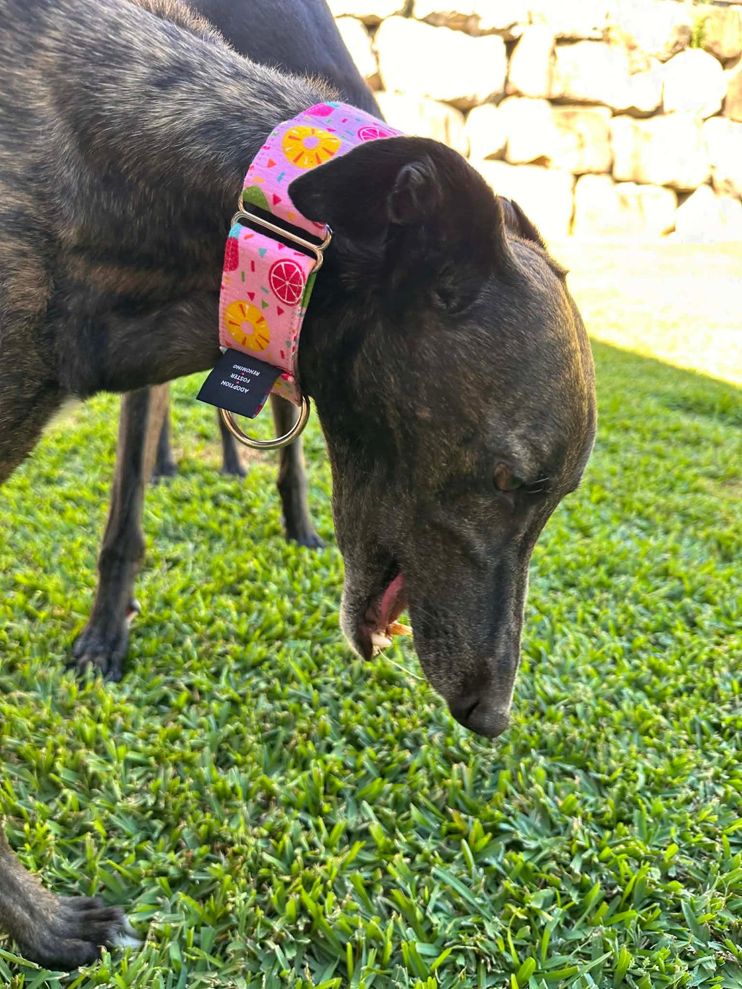 Martingale Greyhound Collar, Wide Adjustable Dog Collar 1.5 Inch, 2 Inch - Summer Sorbet