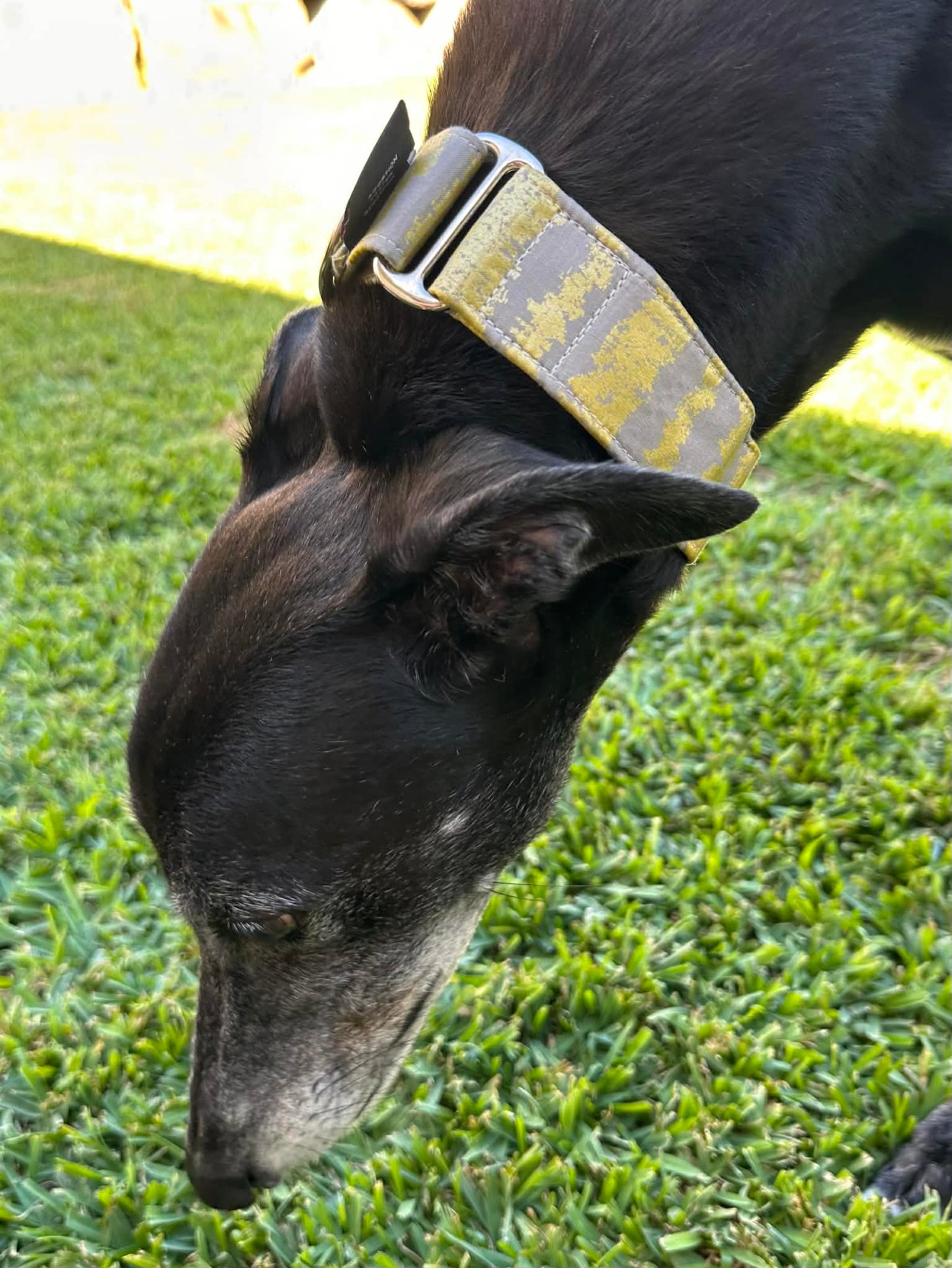 Martingale Greyhound Collar, Wide Adjustable Dog Collar 1.5 Inch, 2 Inch - Golden Brushstroke