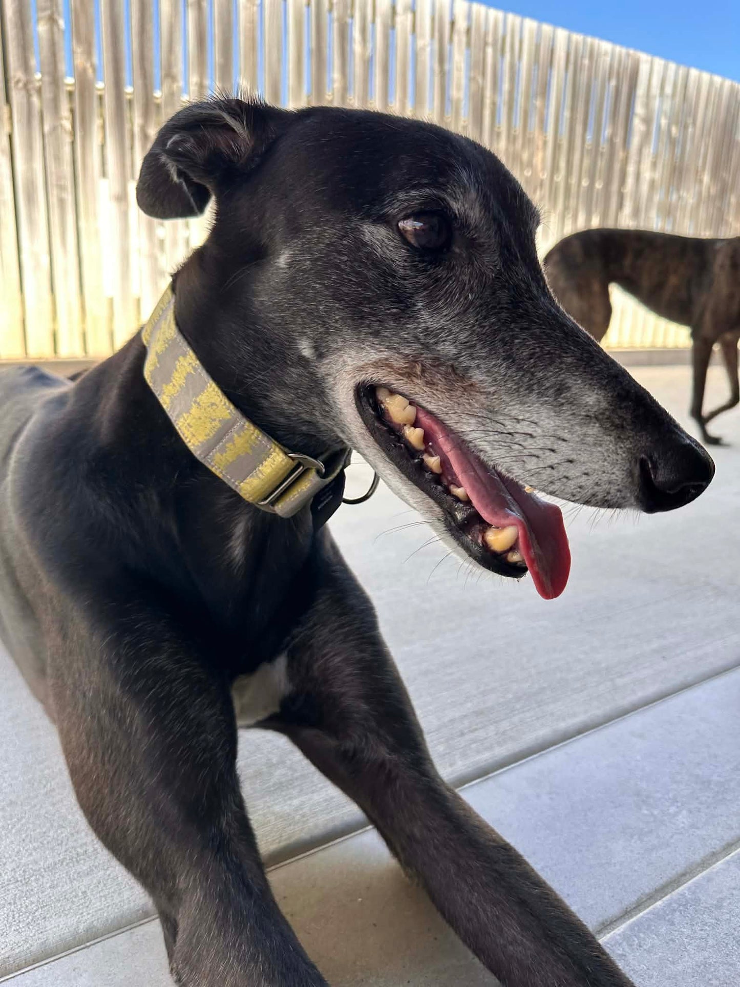 Martingale Greyhound Collar, Wide Adjustable Dog Collar 1.5 Inch, 2 Inch - Golden Brushstroke
