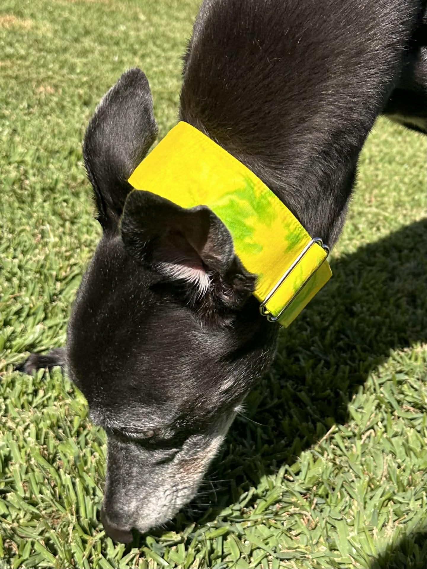 Martingale Greyhound Collar, Wide Adjustable Dog Collar 1.5 Inch, 2 Inch - Lime Zest Splash