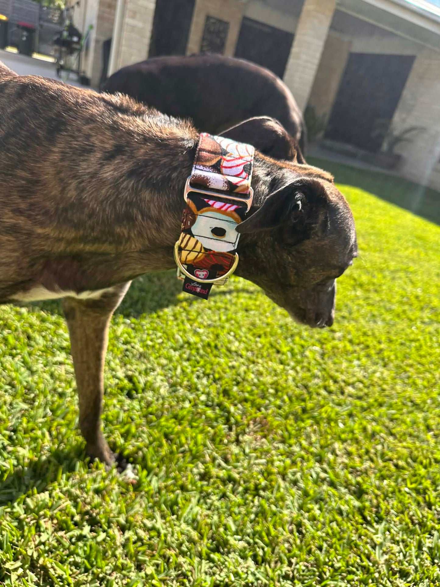 Martingale Greyhound Collar, Wide Adjustable Dog Collar 1.5 Inch, 2 Inch  - Iced Donuts