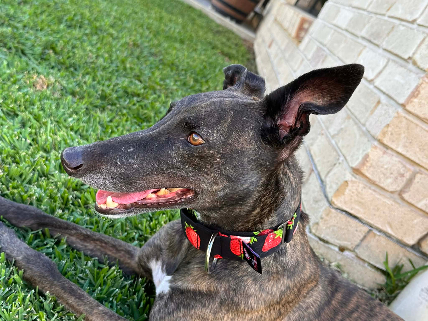 Martingale Greyhound Collar, Wide Adjustable Dog Collar 1.5 Inch, 2 Inch - Strawberry Sundae