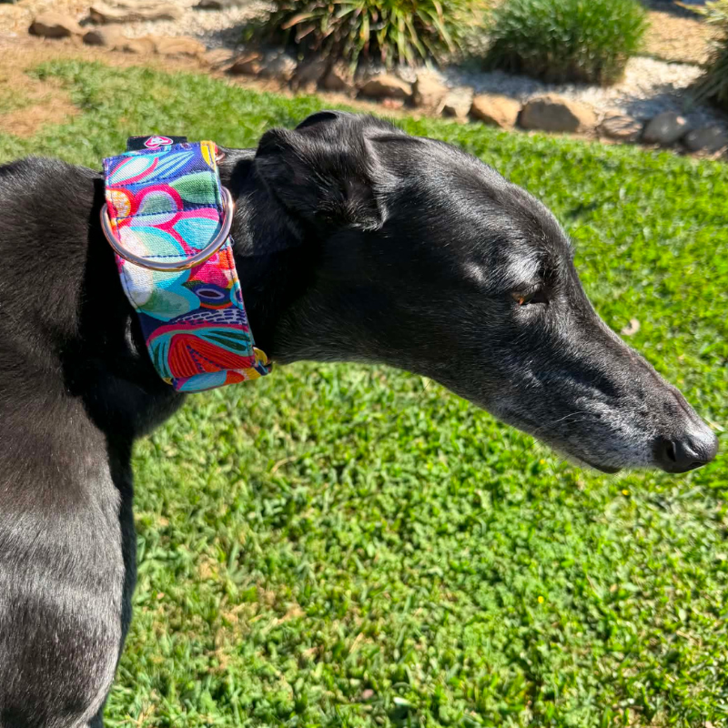 Wild Prism Martingale Greyhound 2 Inch Collar