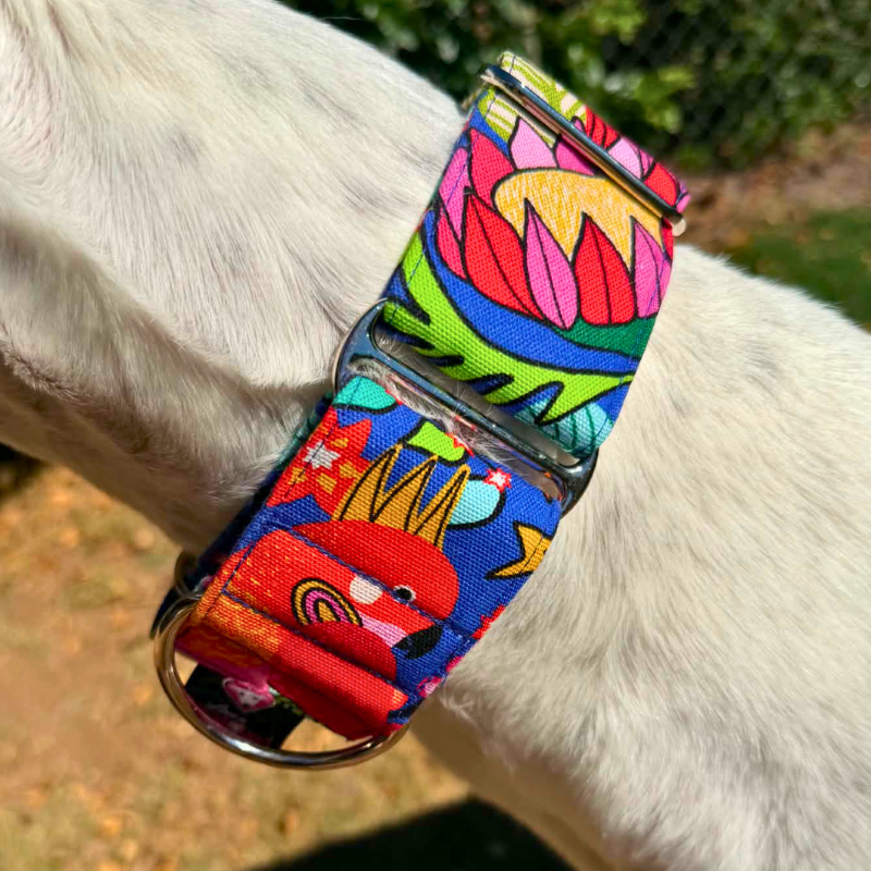 Parrot Punch Martingale Greyhound 2 Inch Collar