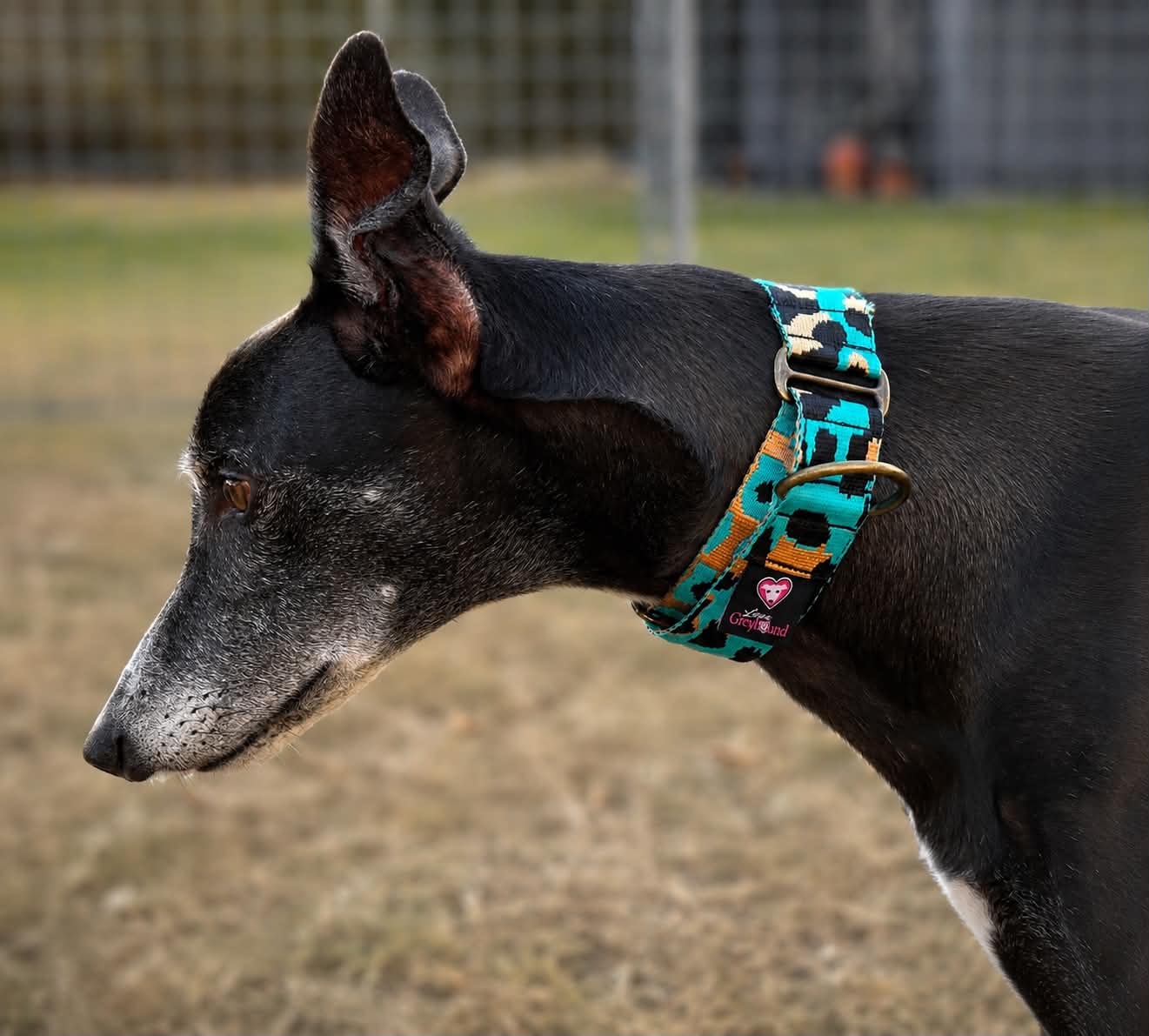 🌊 Lagoon Leopard Martingale Greyhound 1.5 Inch Collar