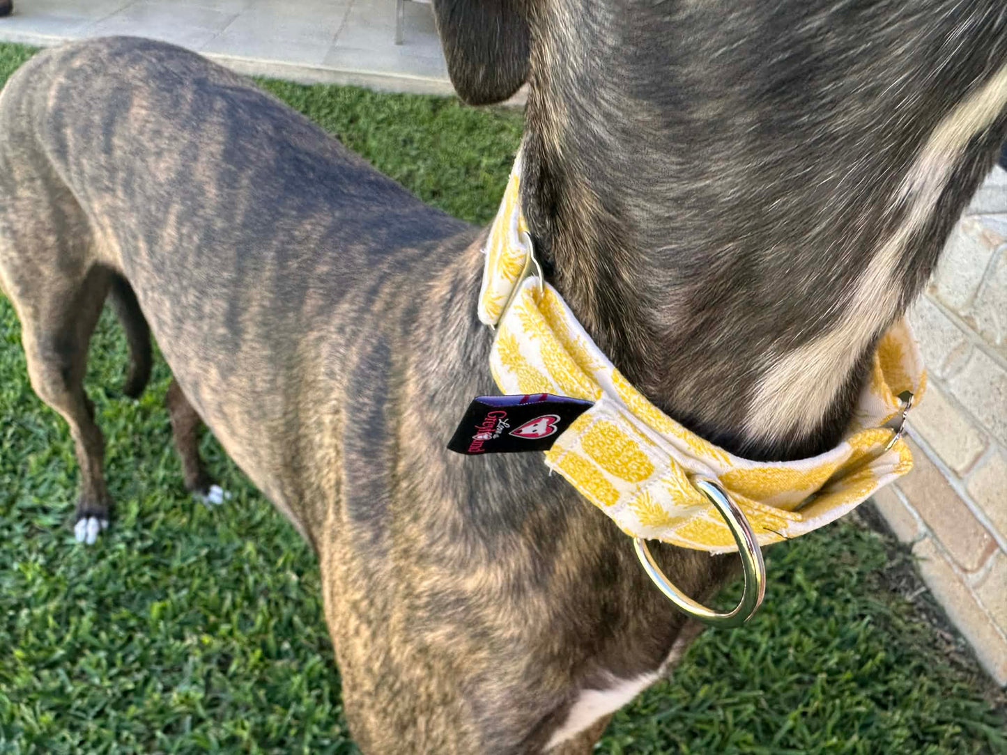 Martingale Greyhound Collar, Wide Adjustable Dog Collar 1.5 Inch, 2 Inch - Pineapple Pop