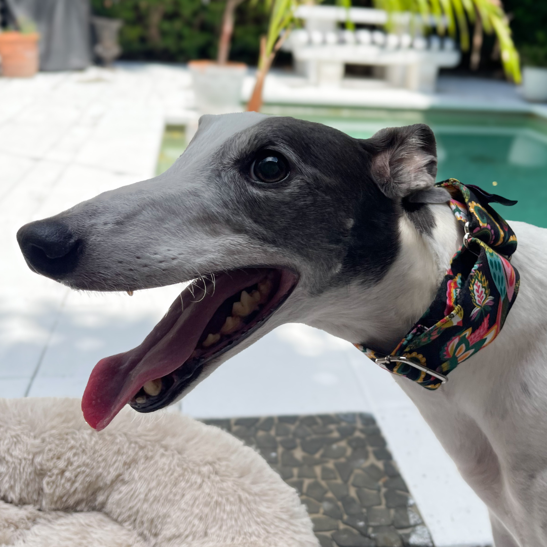 Martingale Greyhound Collar, Wide Adjustable Dog Collar 1.5 Inch, 2 Inch  - Kirsten Katz Jewelled Birds