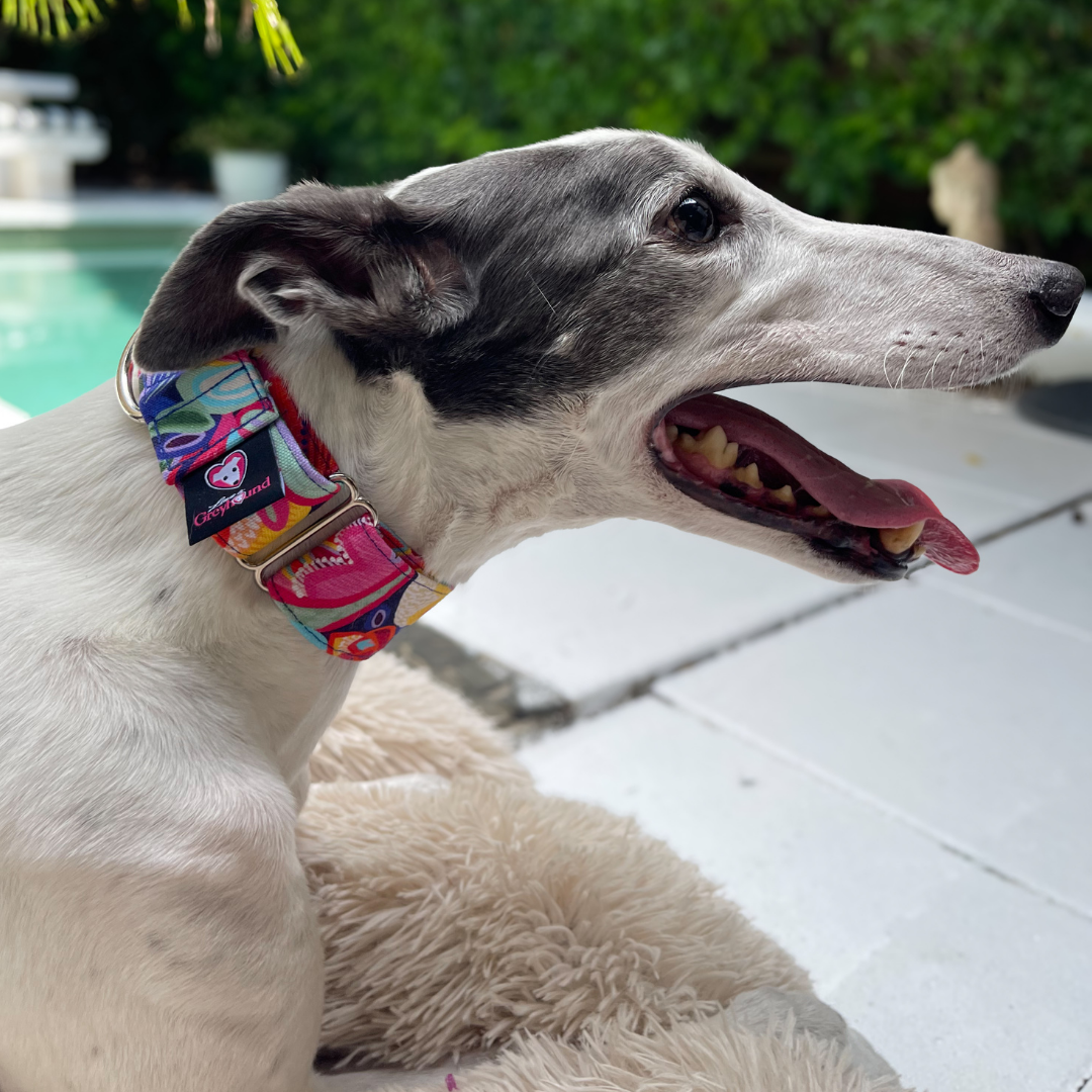 Martingale Greyhound Collar, Wide Adjustable Dog Collar 1.5 Inch, 2 Inch  - Kirsten Katz Carnival