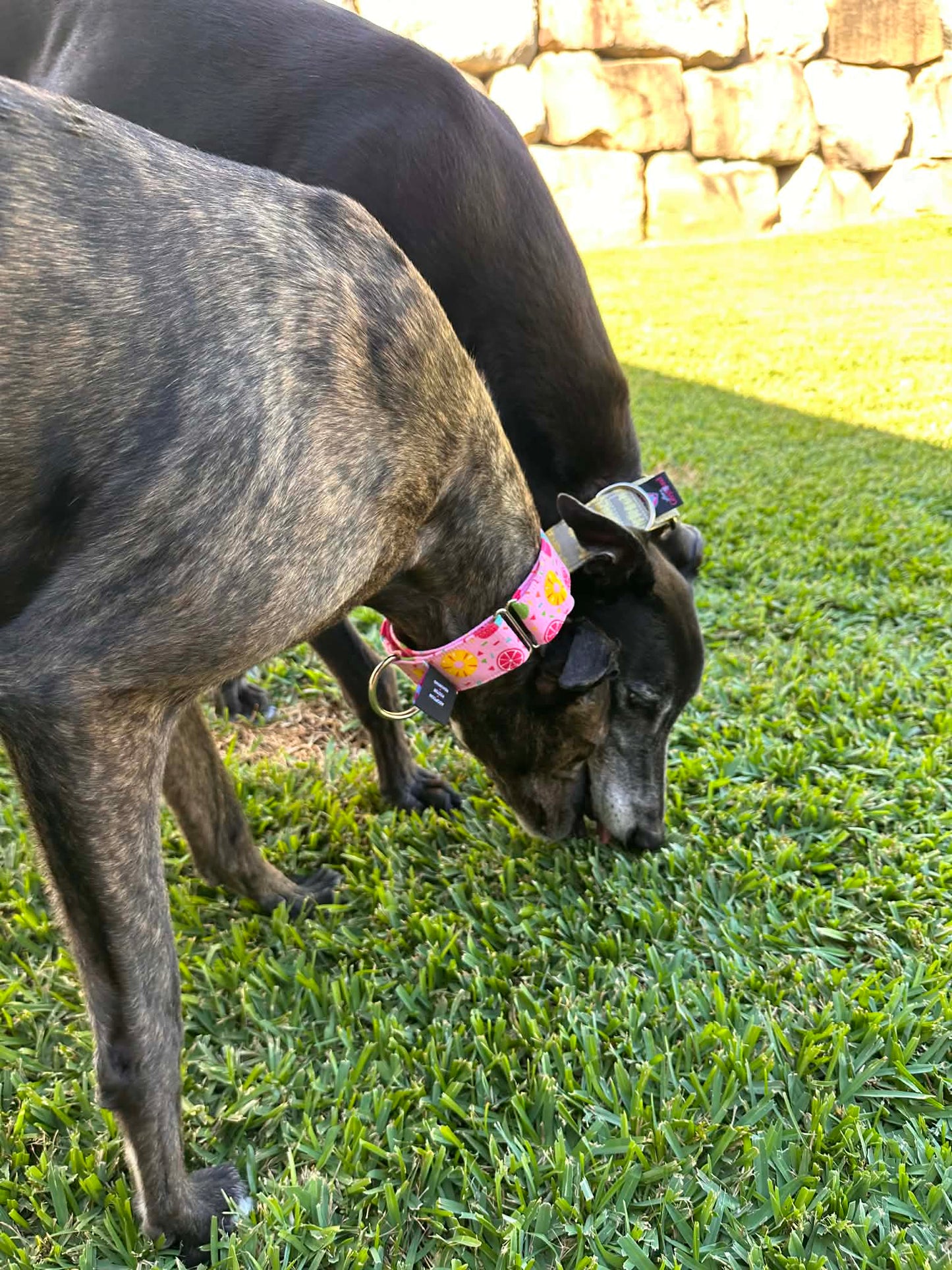 Martingale Greyhound Collar, Wide Adjustable Dog Collar 1.5 Inch, 2 Inch - Summer Sorbet