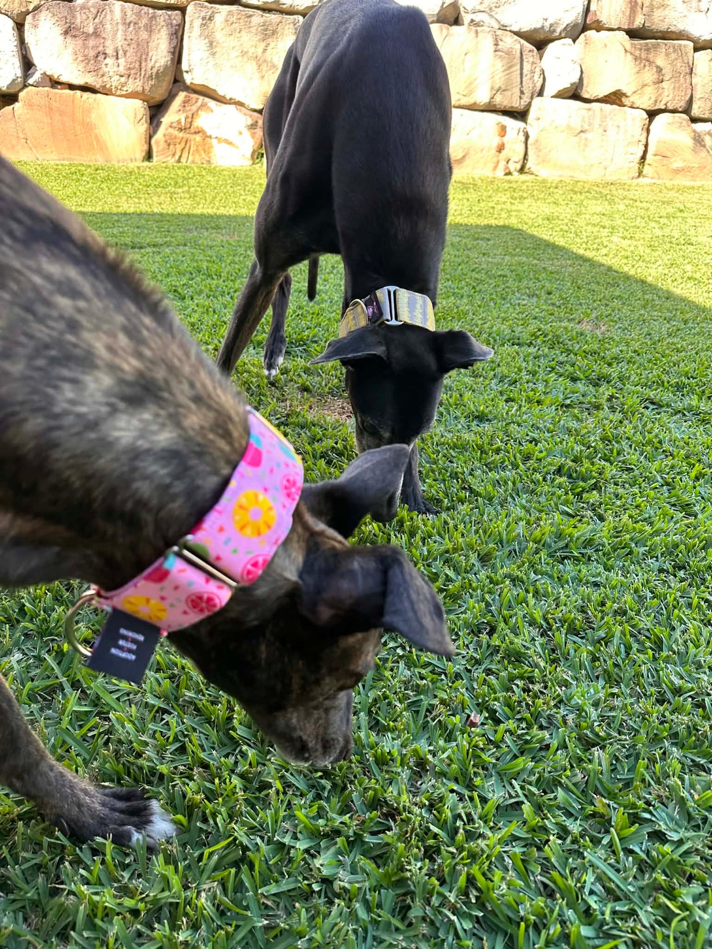 Martingale Greyhound Collar, Wide Adjustable Dog Collar 1.5 Inch, 2 Inch - Summer Sorbet