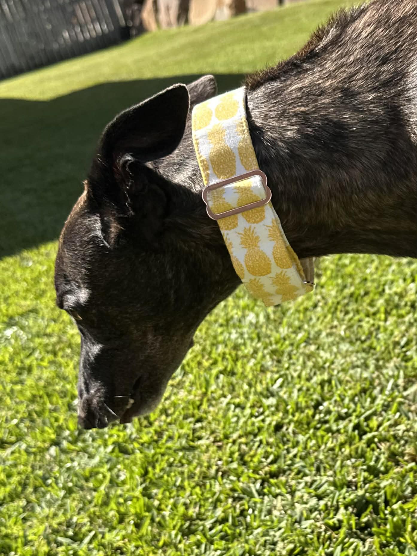Martingale Greyhound Collar, Wide Adjustable Dog Collar 1.5 Inch, 2 Inch - Pineapple Pop