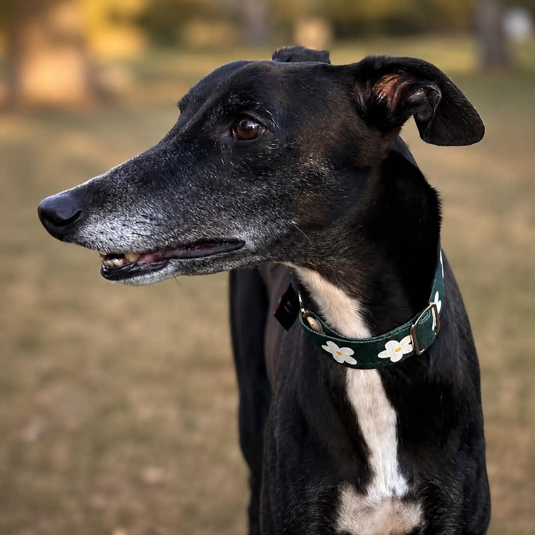 🌿 Evergreen Daisy Martingale Greyhound 1.5 Inch Collar