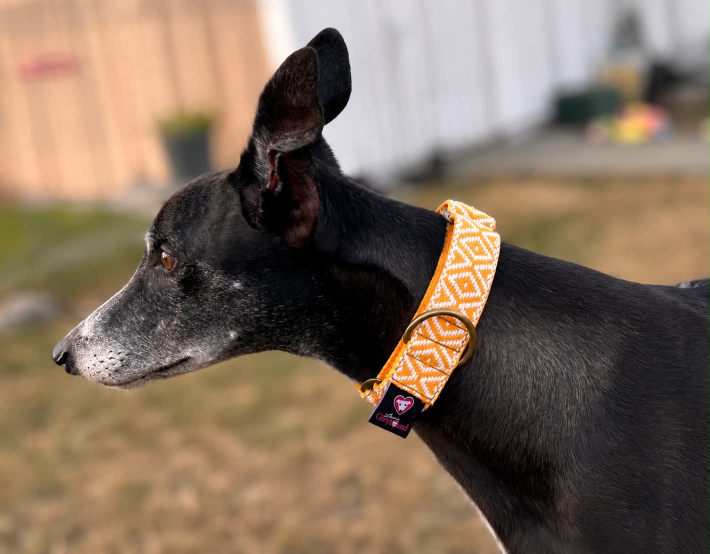 🌼 Marigold Glow Martingale Greyhound 1.5 Inch Collar