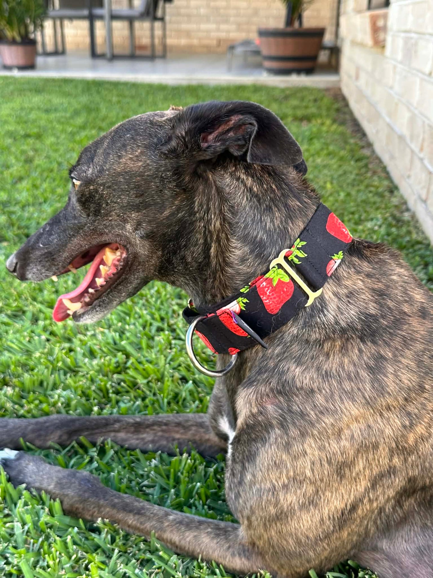 Martingale Greyhound Collar, Wide Adjustable Dog Collar 1.5 Inch, 2 Inch - Strawberry Sundae
