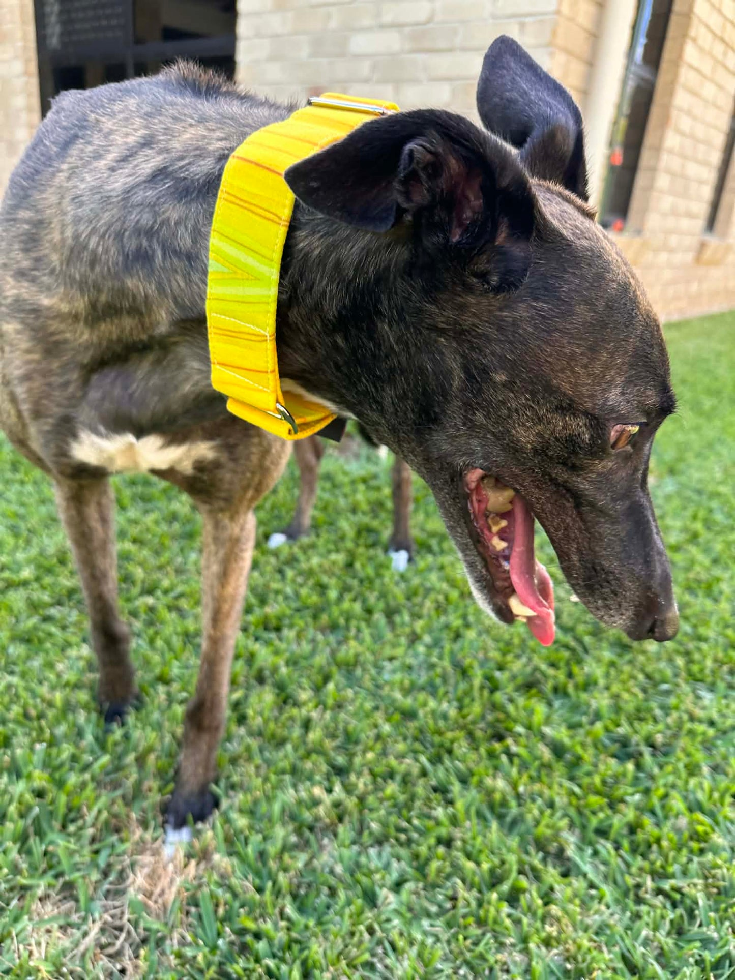 Martingale Greyhound Collar, Wide Adjustable Dog Collar 1.5 Inch, 2 Inch - Sunbeam Stripe