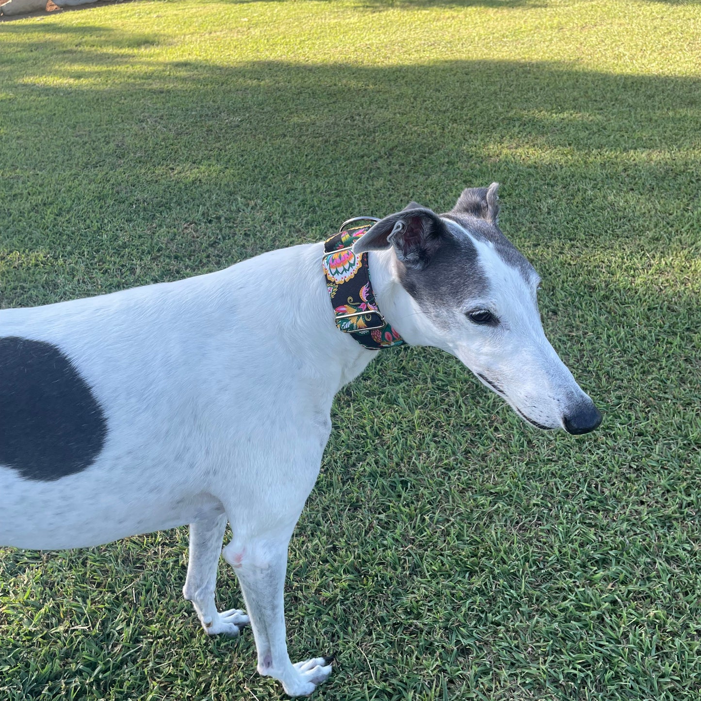 Martingale Greyhound Collar, Wide Adjustable Dog Collar 1.5 Inch, 2 Inch  - Kirsten Katz Jewelled Birds
