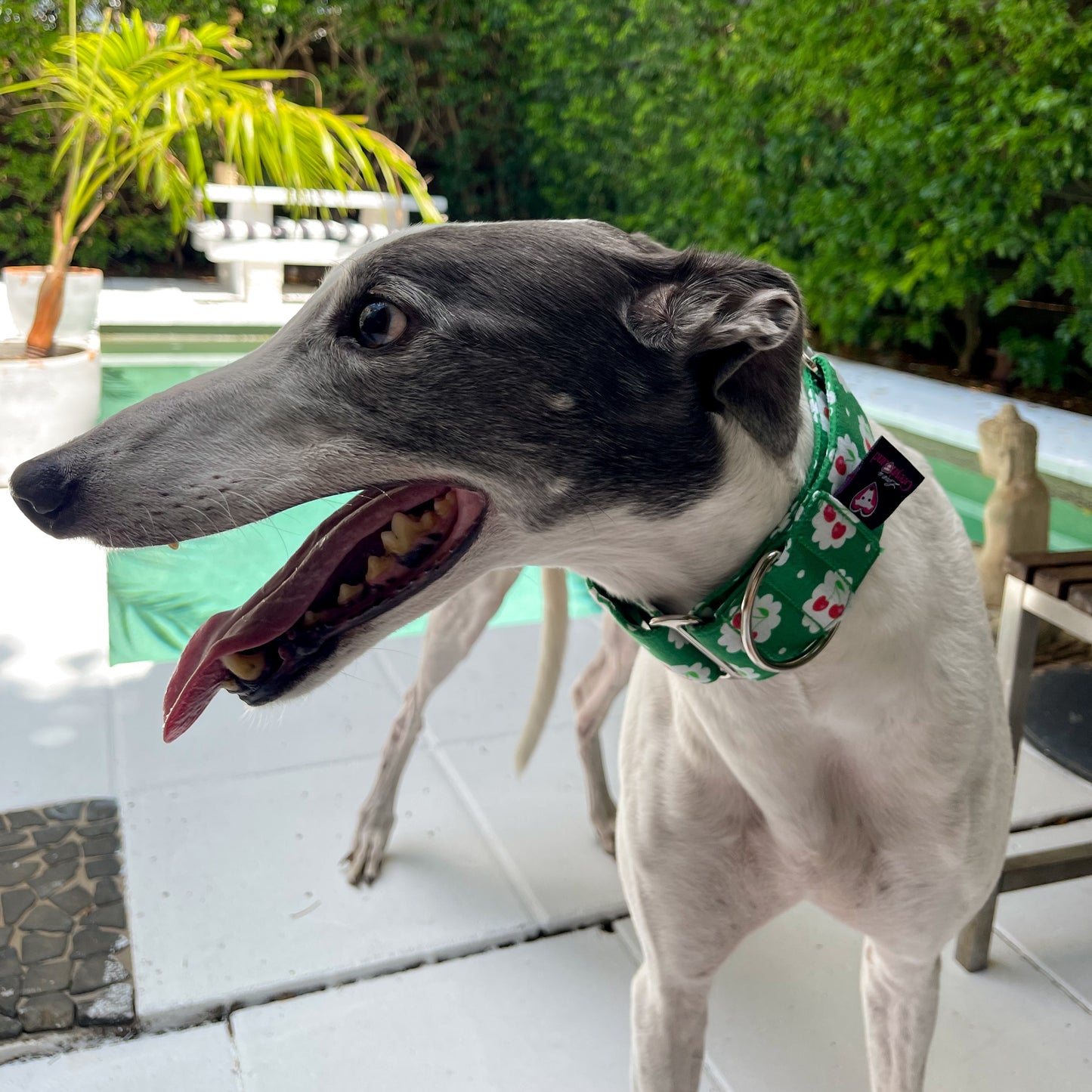 Martingale Greyhound Collar, Wide Adjustable Dog Collar 1.5 Inch, 2 Inch  - Tutti Frutti Cherries & Strawberries