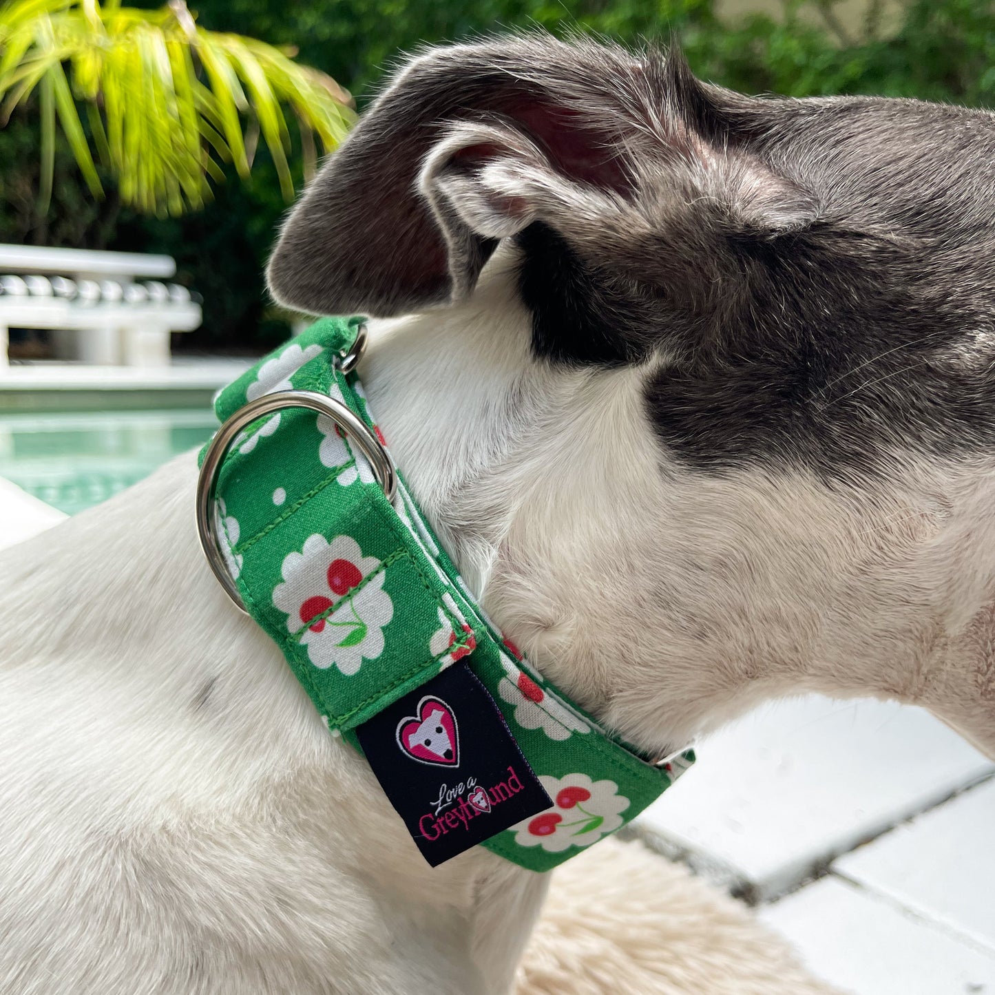 Martingale Greyhound Collar, Wide Adjustable Dog Collar 1.5 Inch, 2 Inch  - Tutti Frutti Cherries & Strawberries