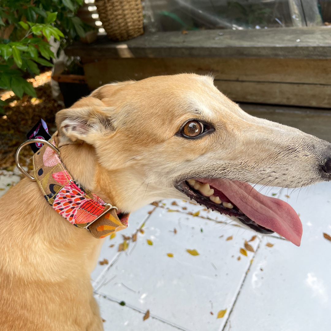 Martingale Greyhound Collar, Wide Adjustable Dog Collar 1.5 Inch, 2 Inch  - Kirsten Katz Protea Pop