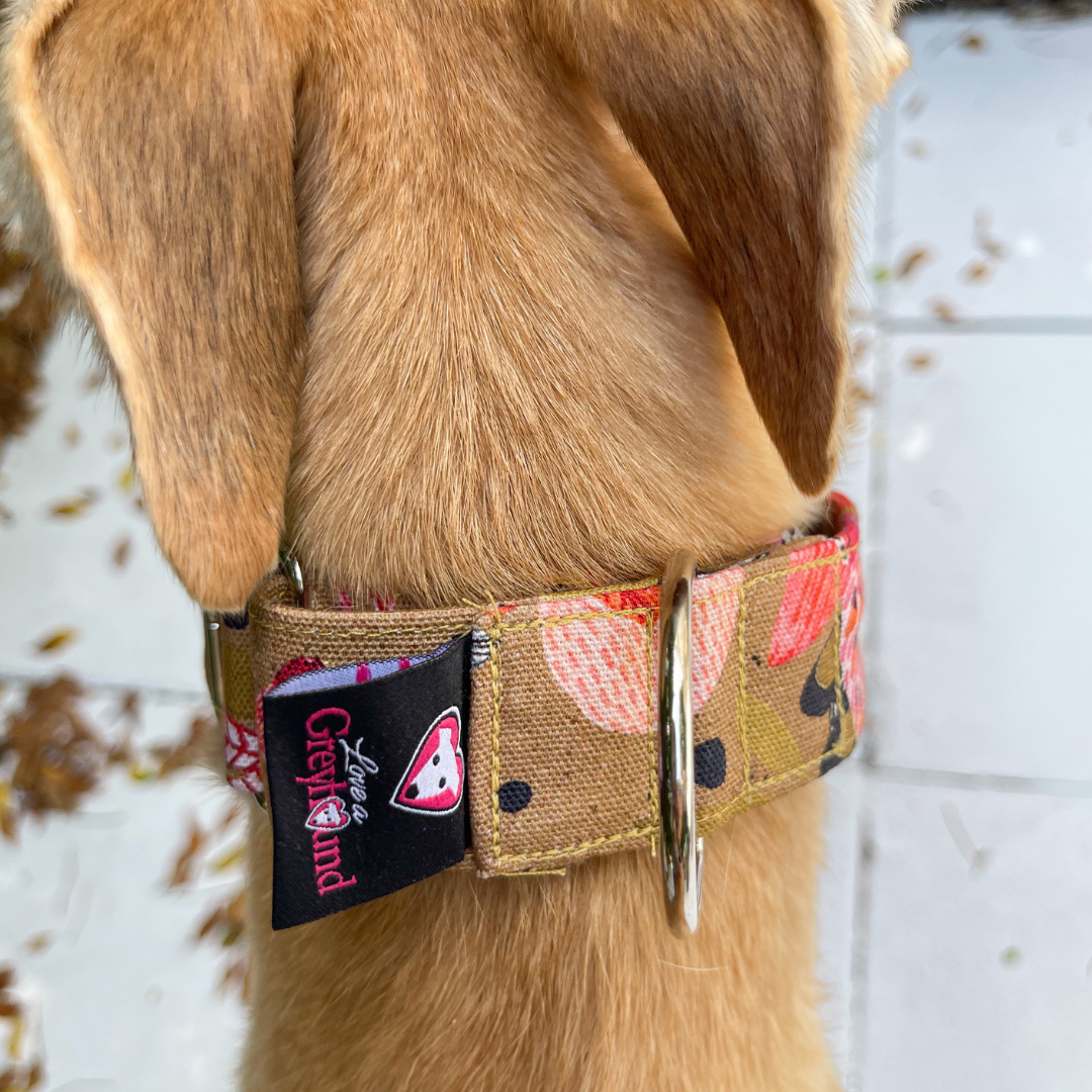 Martingale Greyhound Collar, Wide Adjustable Dog Collar 1.5 Inch, 2 Inch  - Kirsten Katz Protea Pop