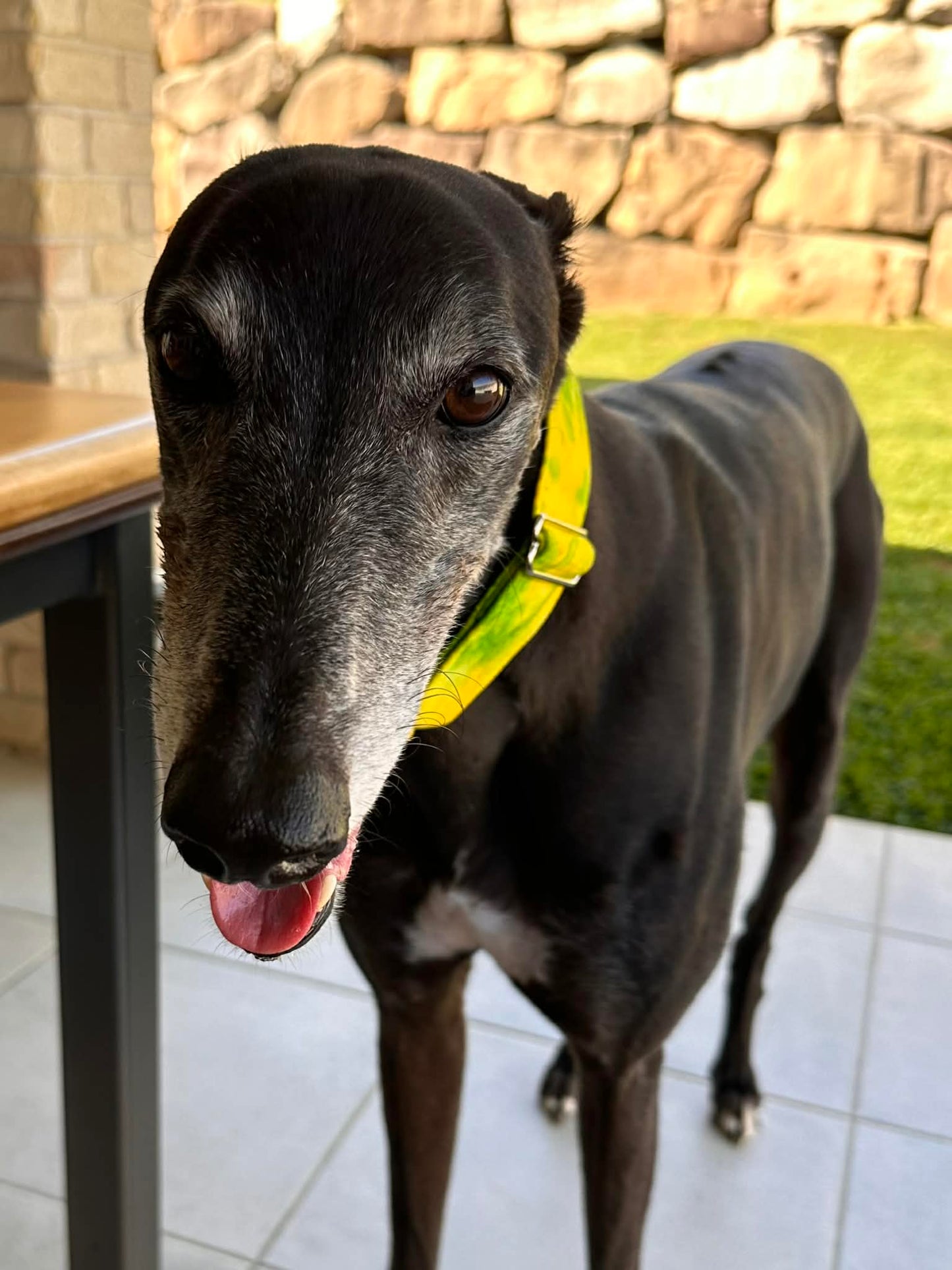 Martingale Greyhound Collar, Wide Adjustable Dog Collar 1.5 Inch, 2 Inch - Lime Zest Splash
