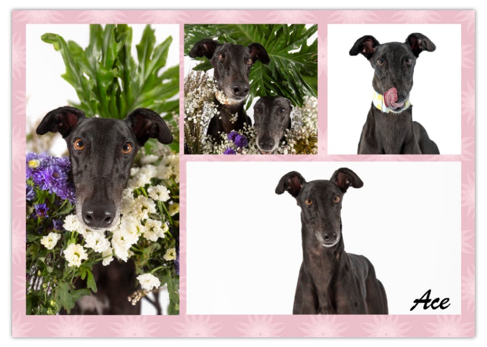 2026 Love A Greyhound A4 Double Wall Photo Calendar