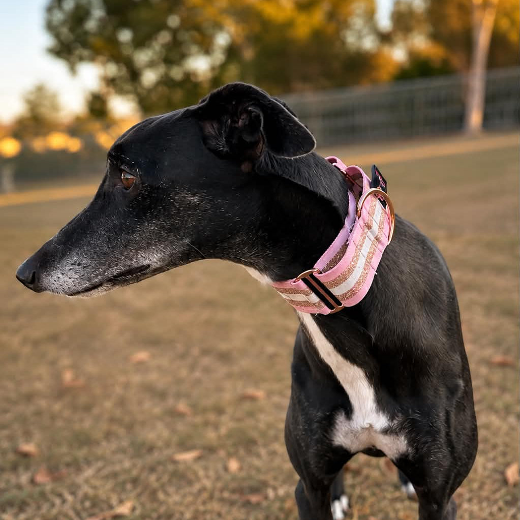 🥂 Blush Champagne Martingale Greyhound 2 Inch