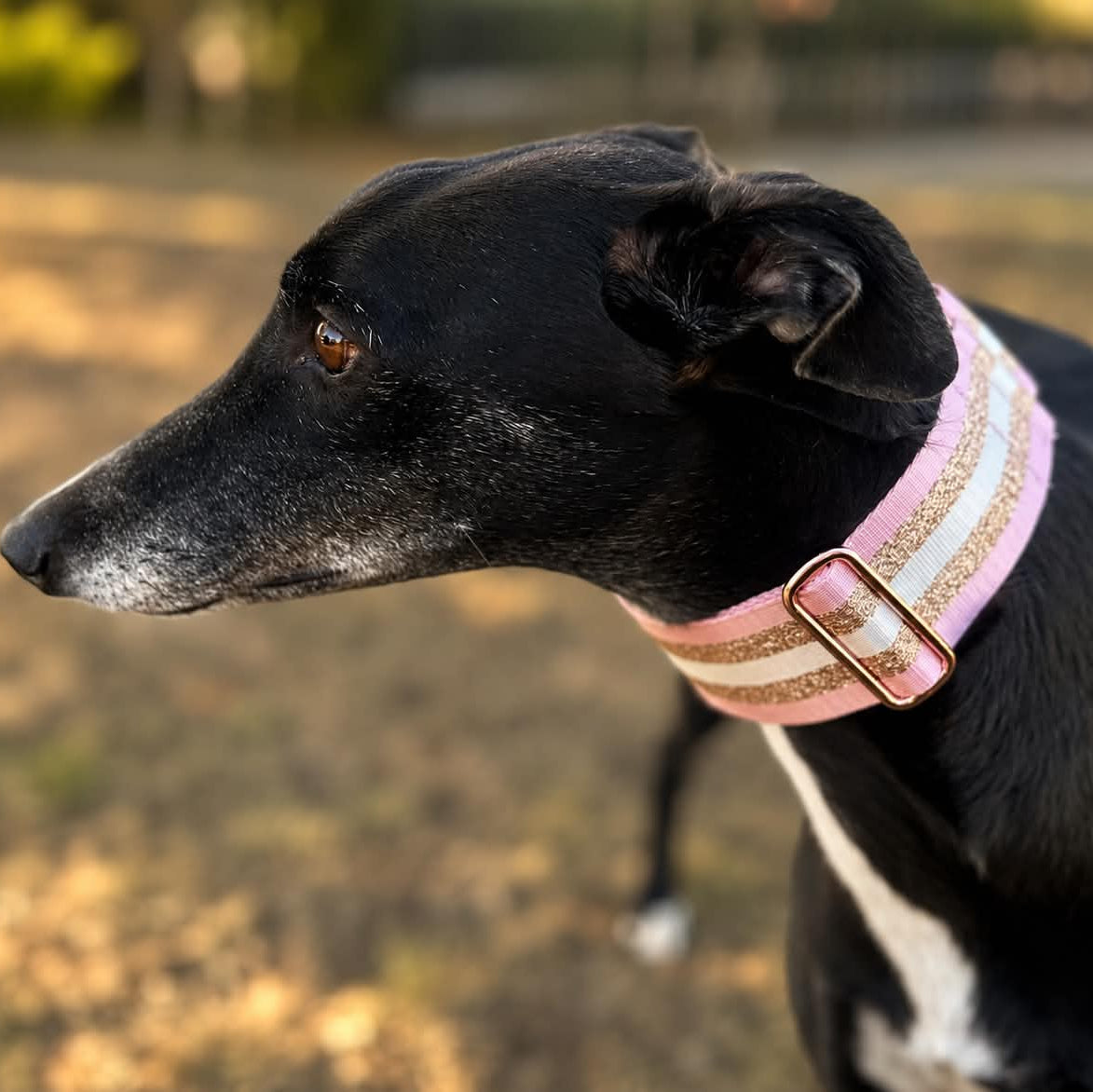 🥂 Blush Champagne Martingale Greyhound 2 Inch