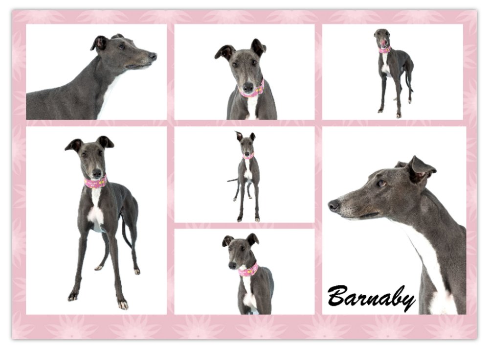 2026 Love A Greyhound A4 Double Wall Photo Calendar