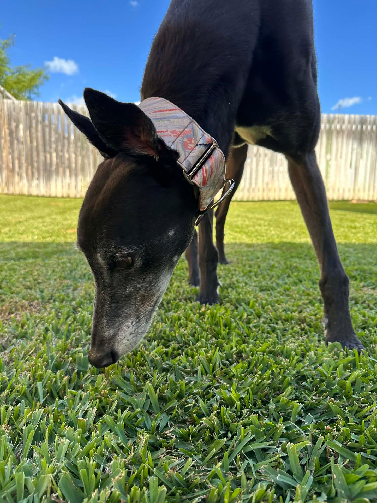 Martingale Greyhound Collar, Wide Adjustable Dog Collar 1.5 Inch, 2 Inch - Desert Marble
