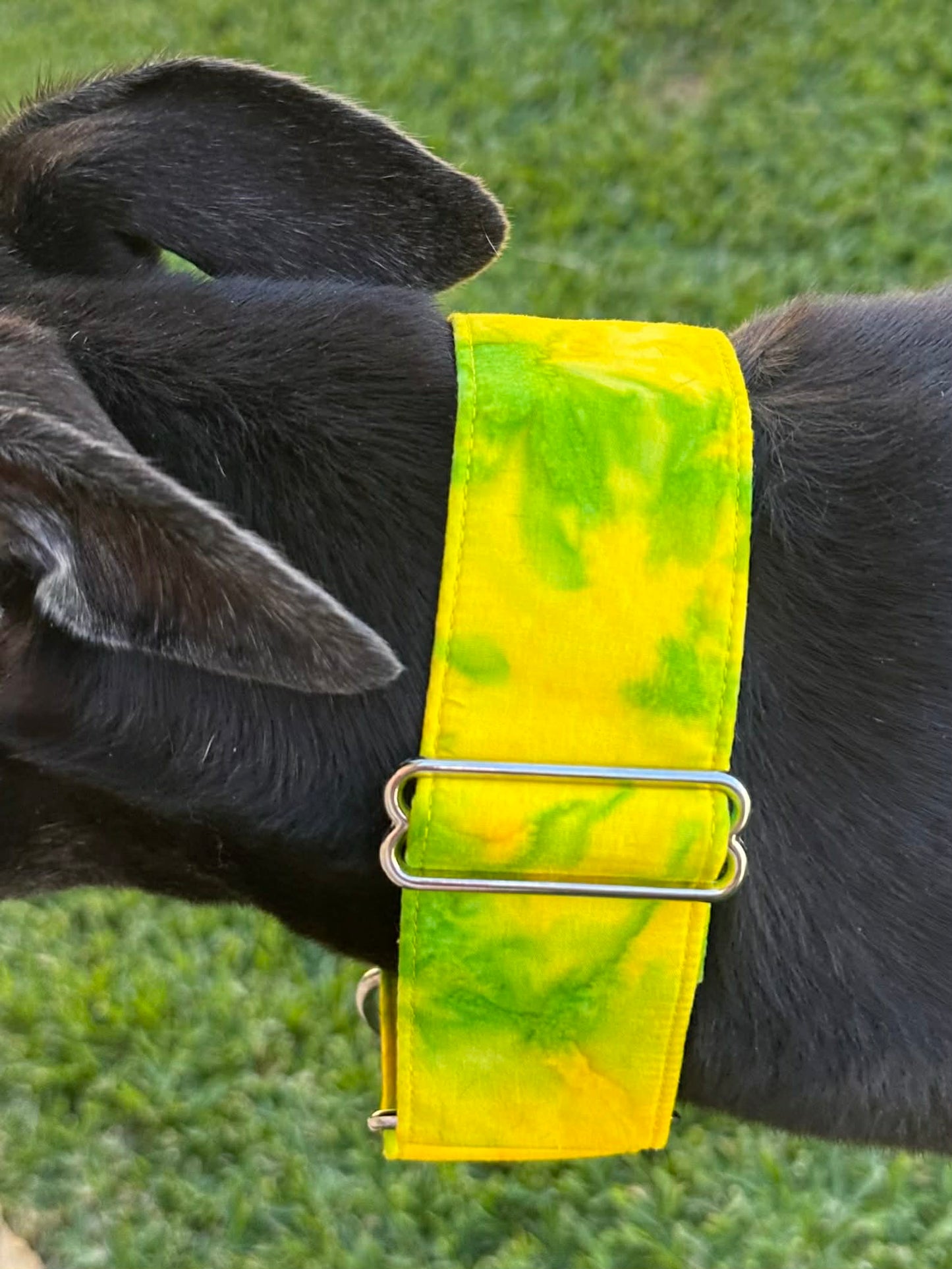Martingale Greyhound Collar, Wide Adjustable Dog Collar 1.5 Inch, 2 Inch - Lime Zest Splash