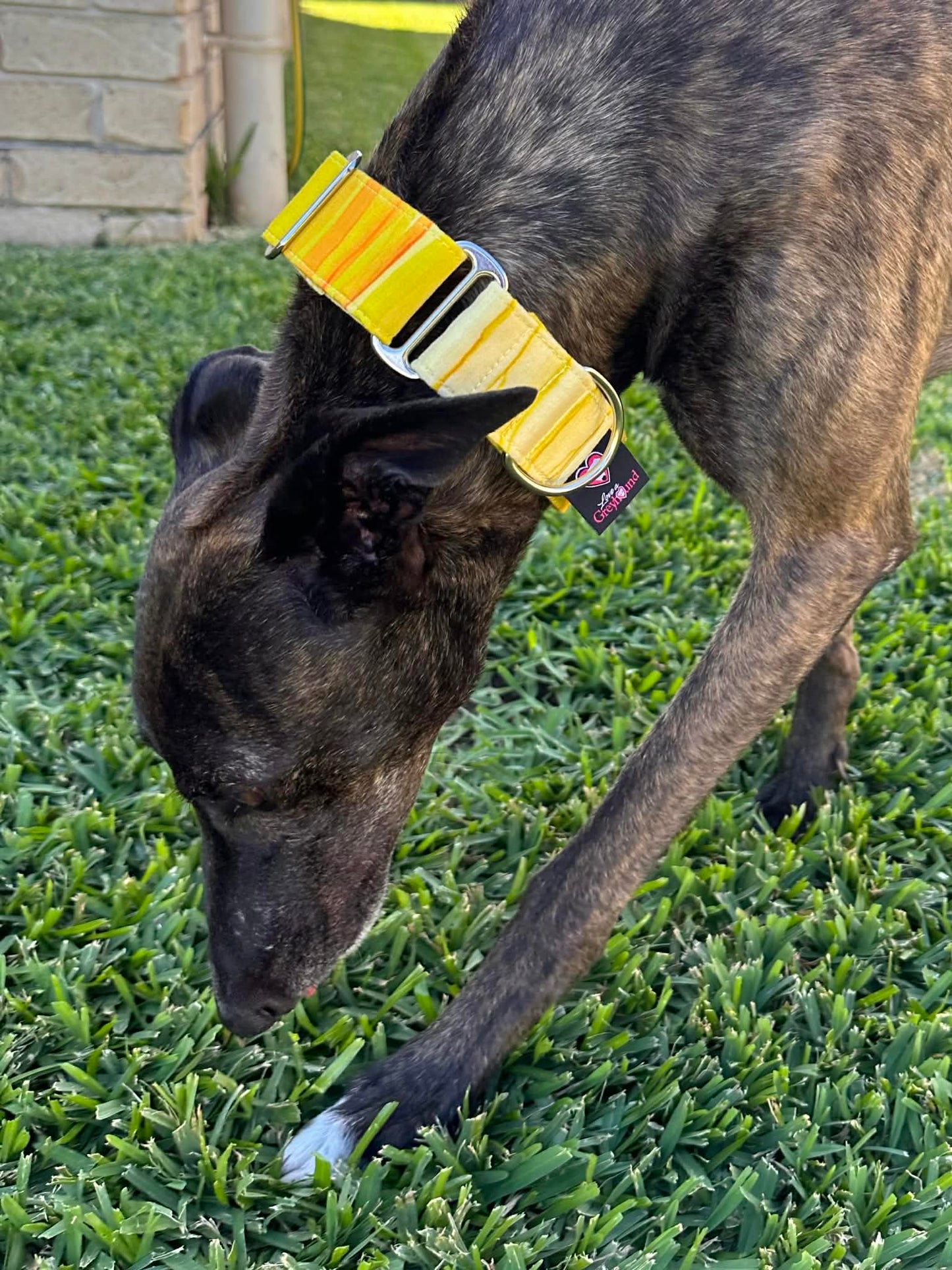 Martingale Greyhound Collar, Wide Adjustable Dog Collar 1.5 Inch, 2 Inch - Sunbeam Stripe